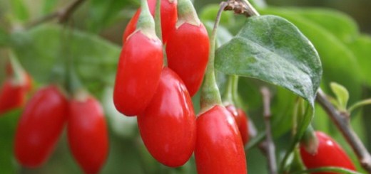 bacche di goji