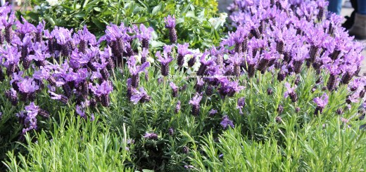 lavanda