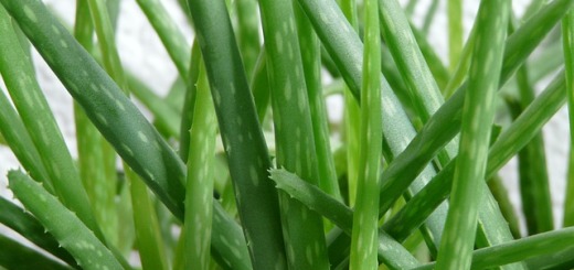 aloe