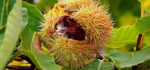 castagne