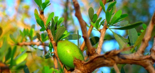 olio di argan