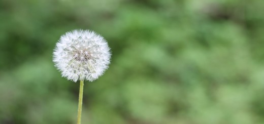 meteo polline