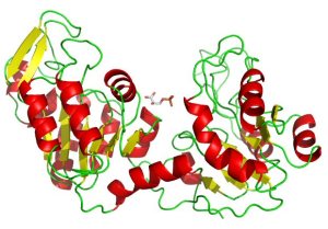 proteine