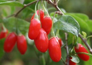bacche di goji