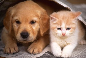 cani e gatti