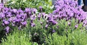 lavanda