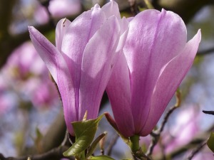 magnolia