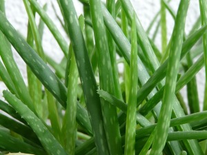 aloe