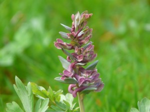 corydalis