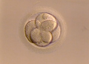fecondazione