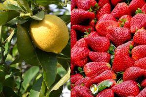 limone e fragola