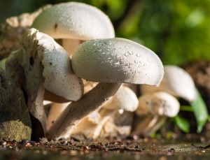 funghi