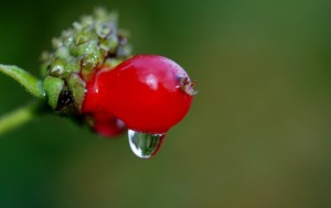 ginseng