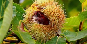castagne