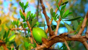 olio di argan