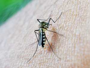 zika