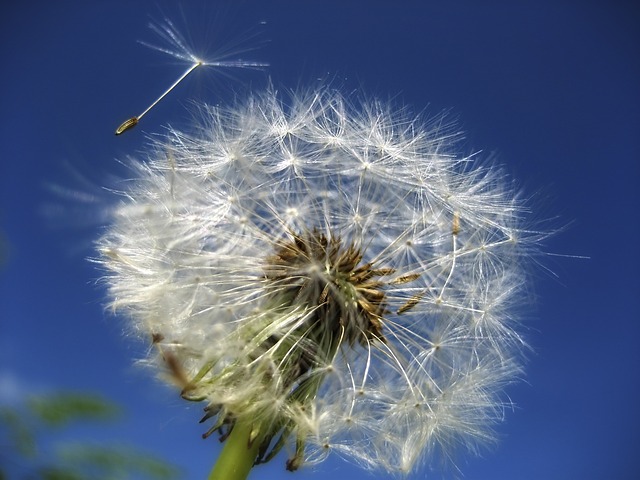allergia