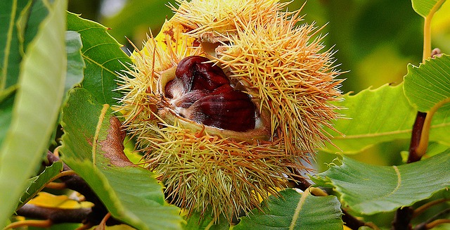 castagne